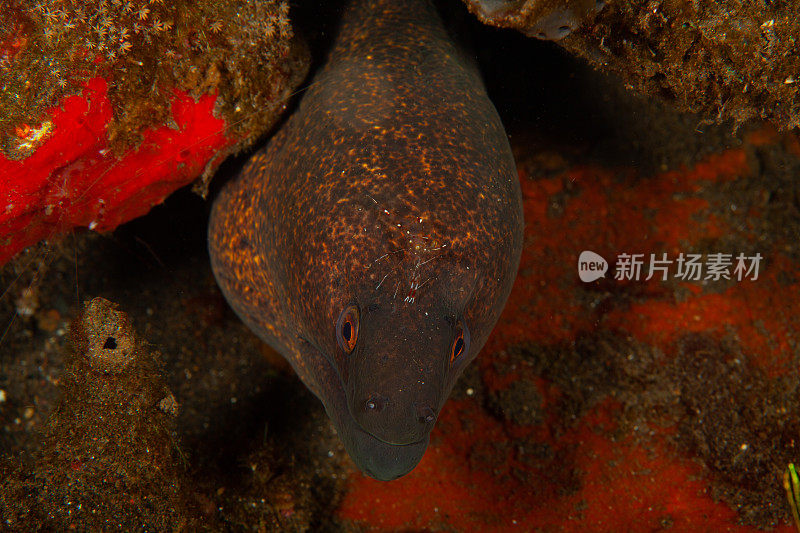 巨型马里鳗鱼(Gymnothorax javanicus)默里